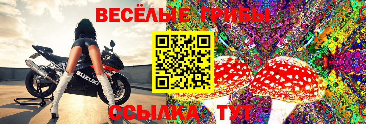 Галлюциногенные грибы Psilocybe Избербаш